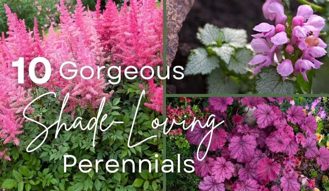 10 Stunning Shade-Loving Perennials With Beautiful Blooms