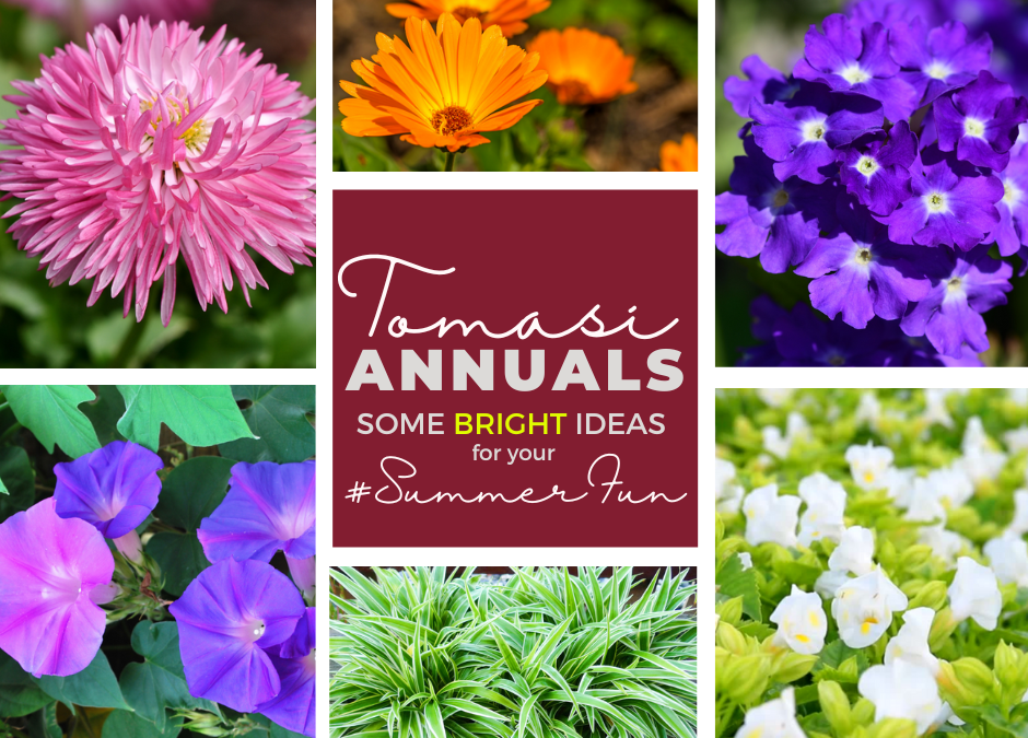 Brighten Your Garden or Landscape with colorful ANNUALS!